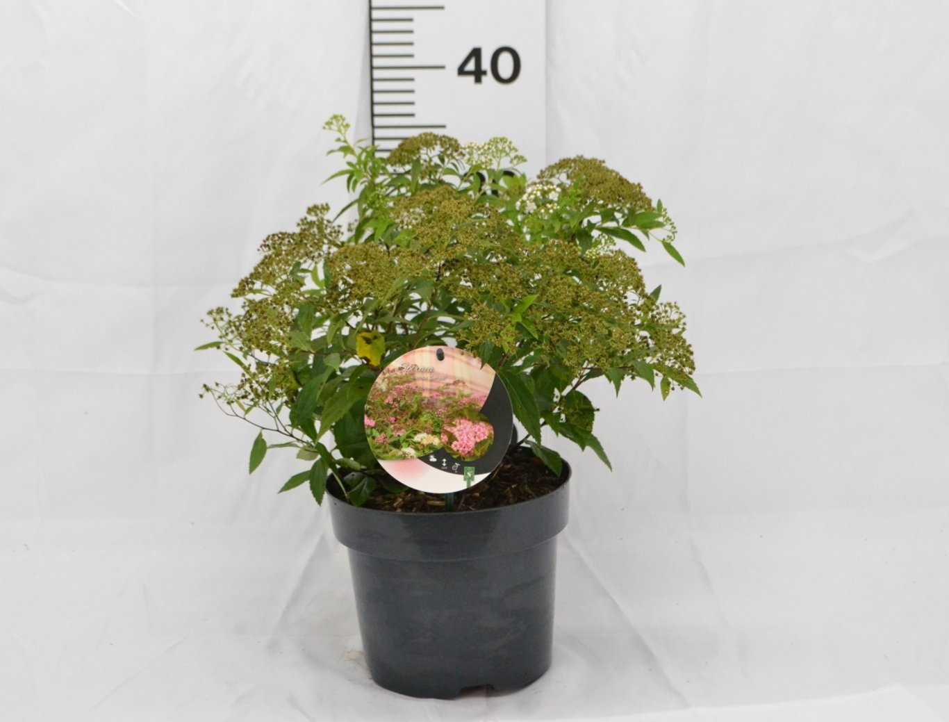 Spiraea jap. 'Genpei' - C3 20-40 CM